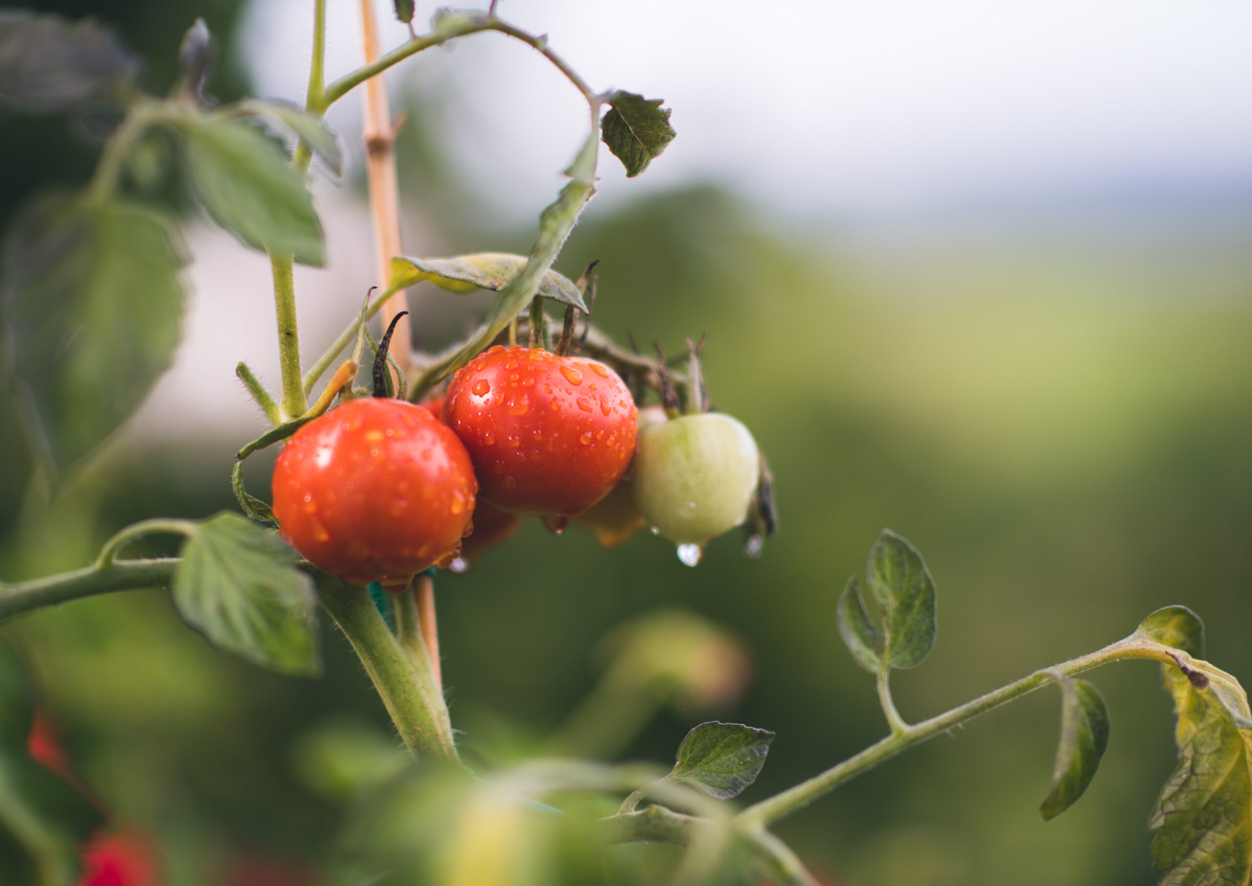 Starting an Aquaponics System | How to Start What You Need