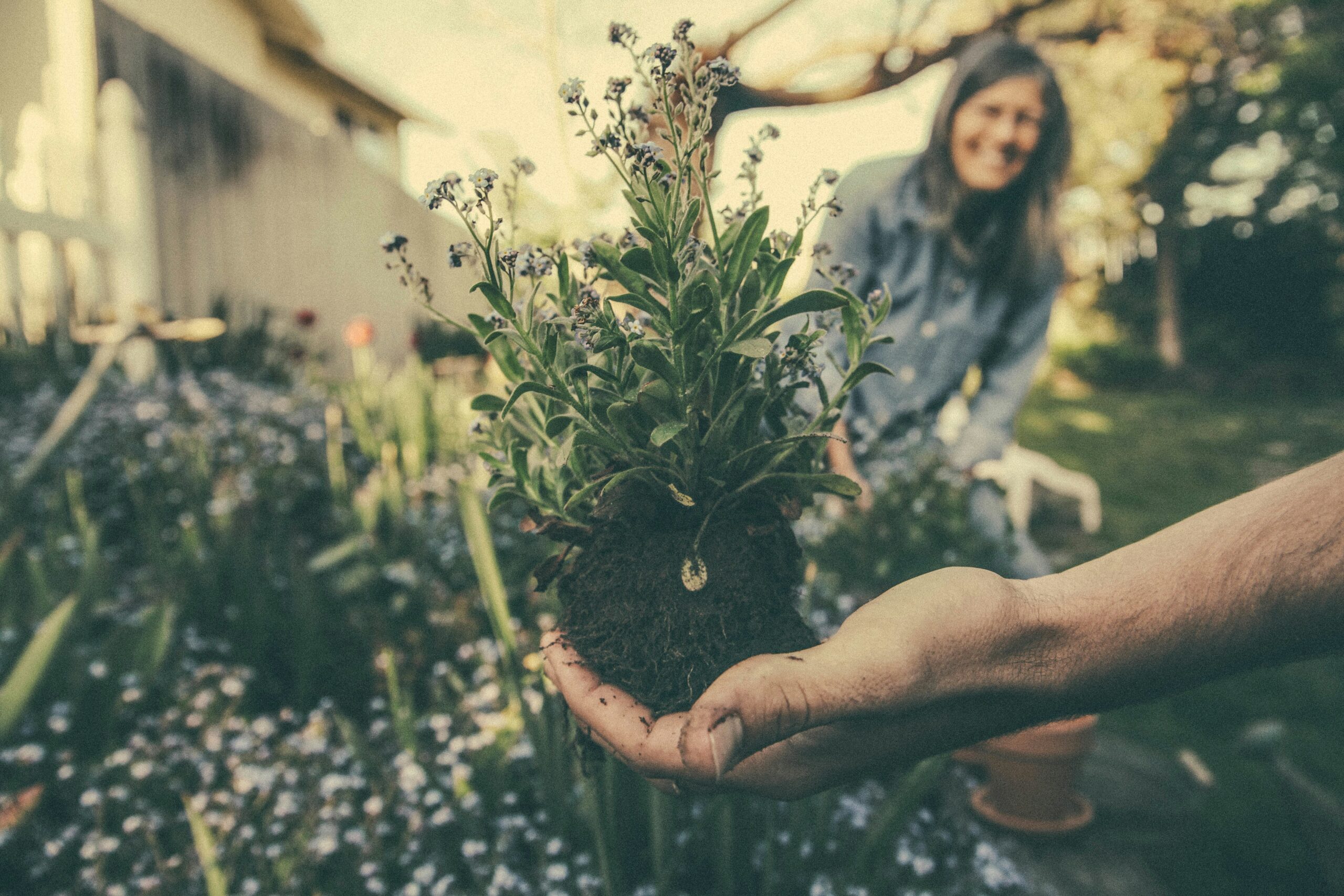 Starting an Aquaponics System | How to Start What You Need