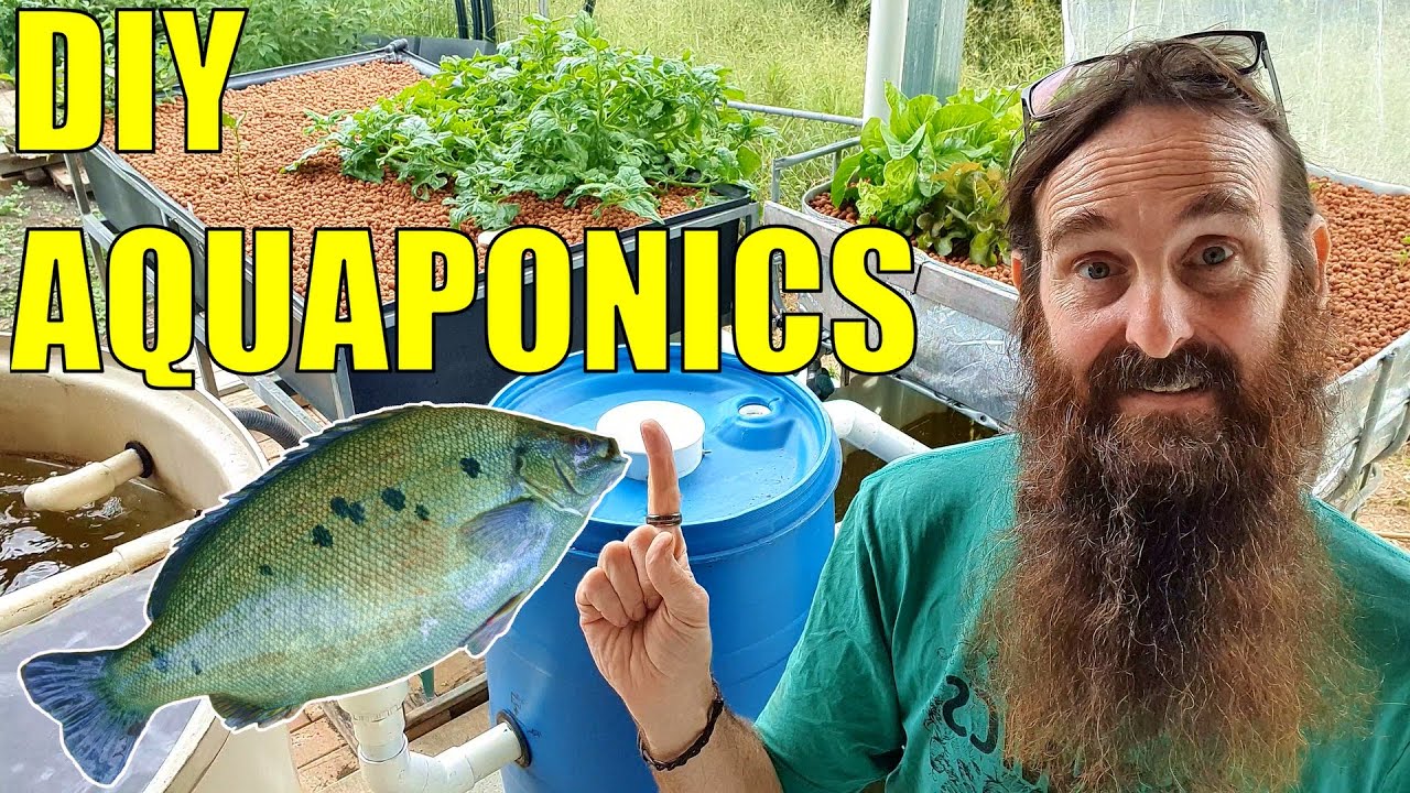 Starting an Aquaponics System | How to Start What You Need