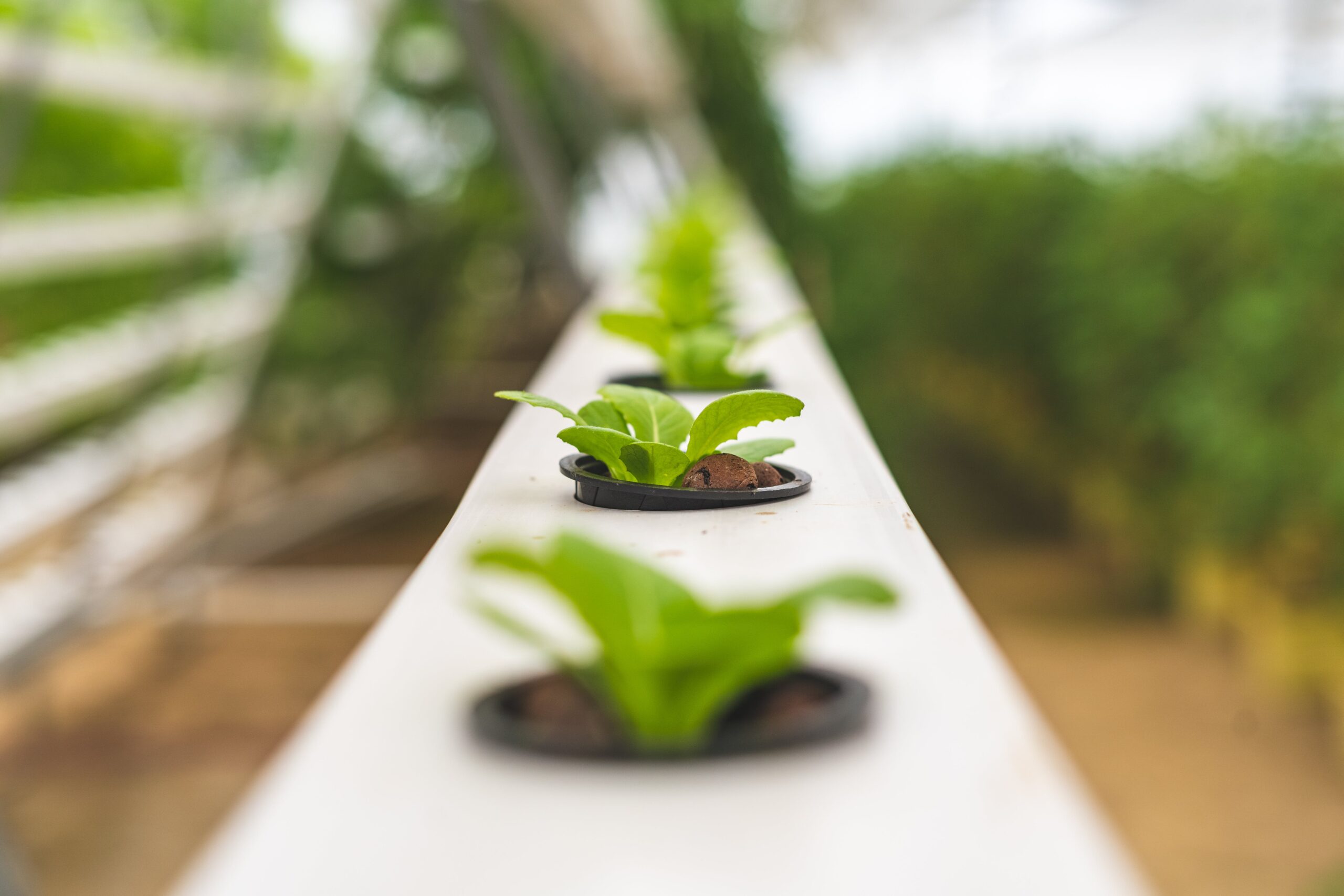 What Are The Pros And Cons Of Different Hydroponic Systems?