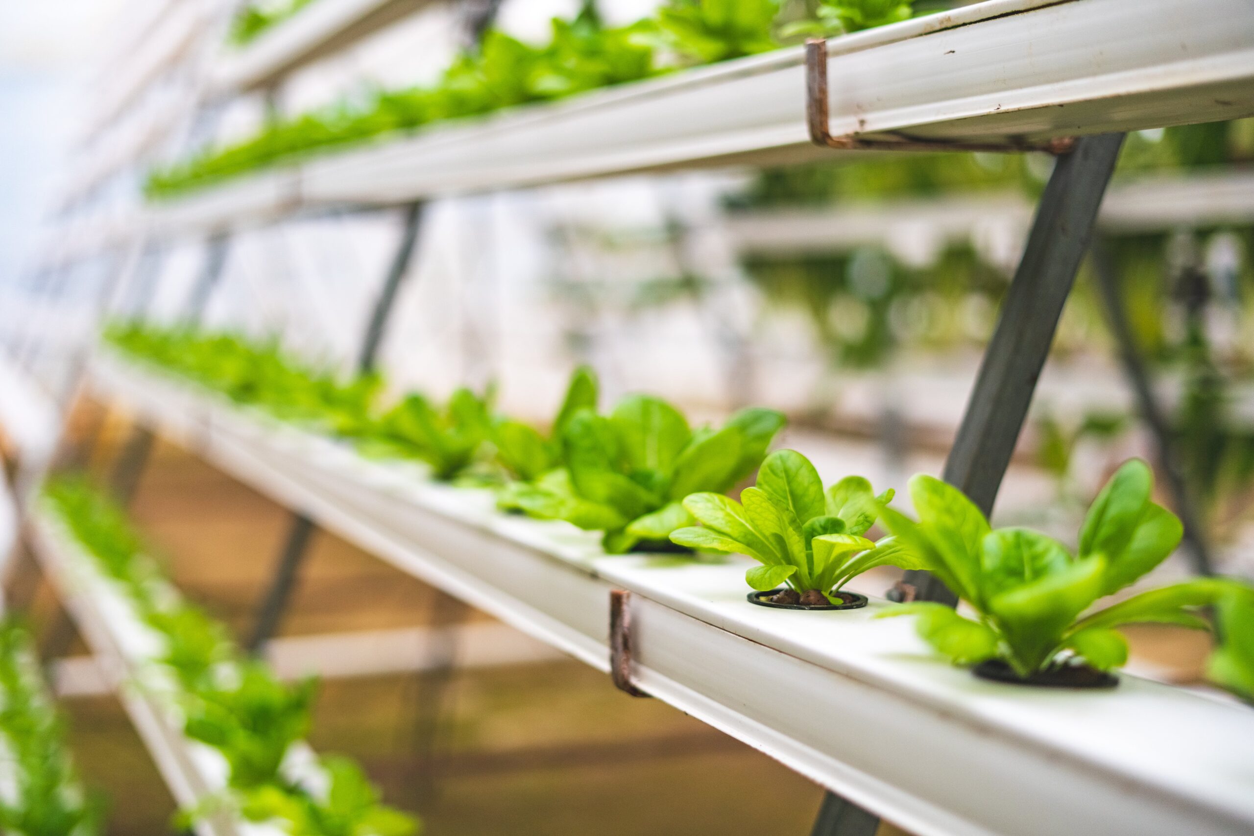 What Are The Pros And Cons Of Different Hydroponic Systems?