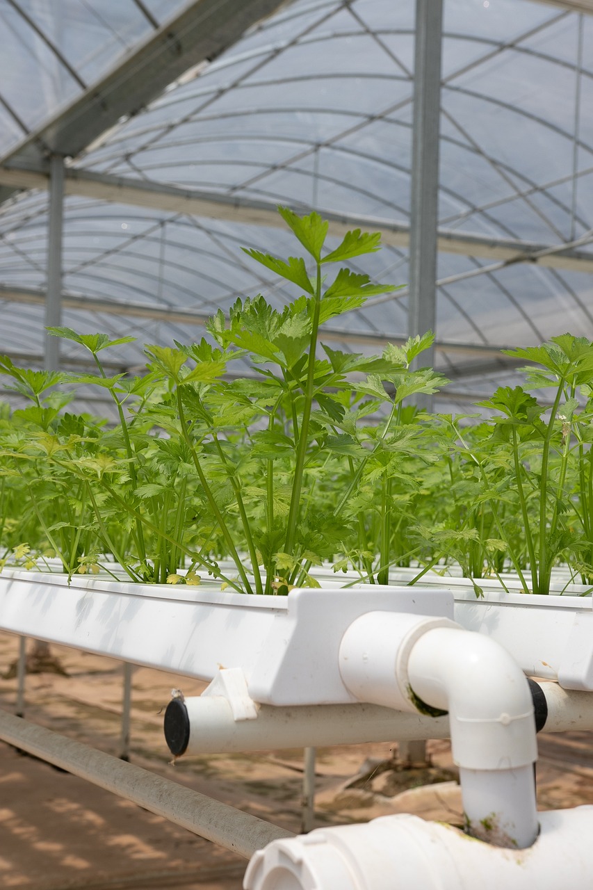 Are Hydroponic Gardens Worth It?