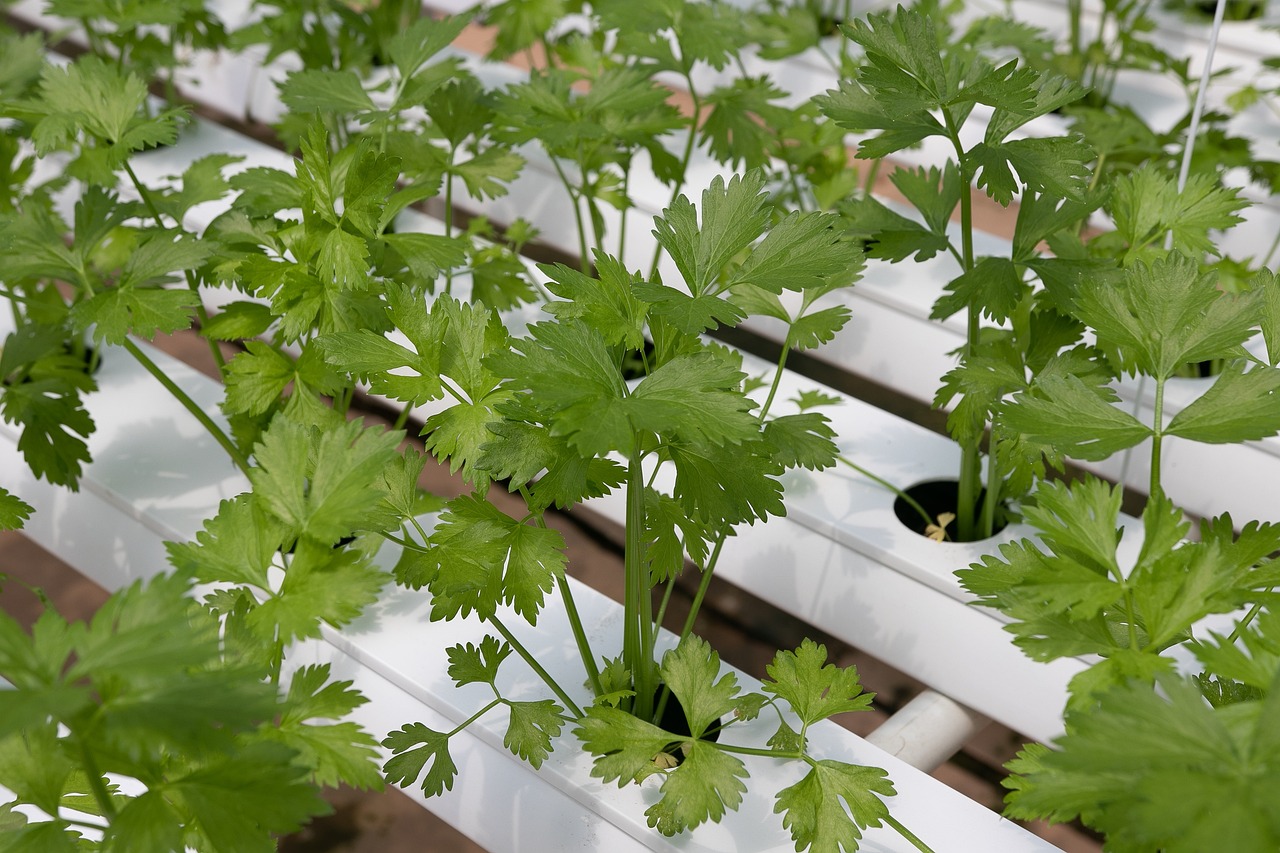 What Are 3 Issues That Occur In Hydroponic Systems?