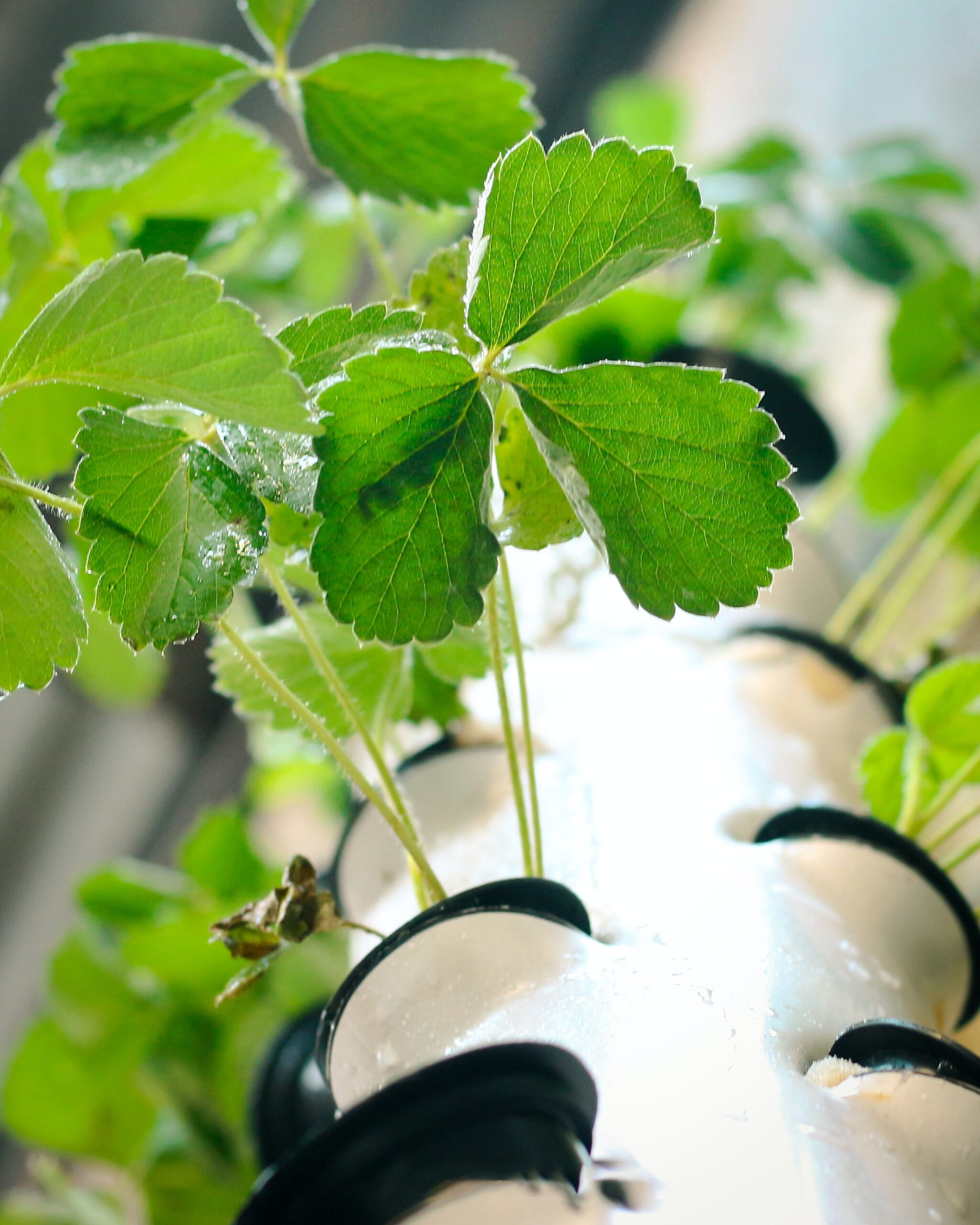 What Is The Chemical Composition Of A Hydroponic System?