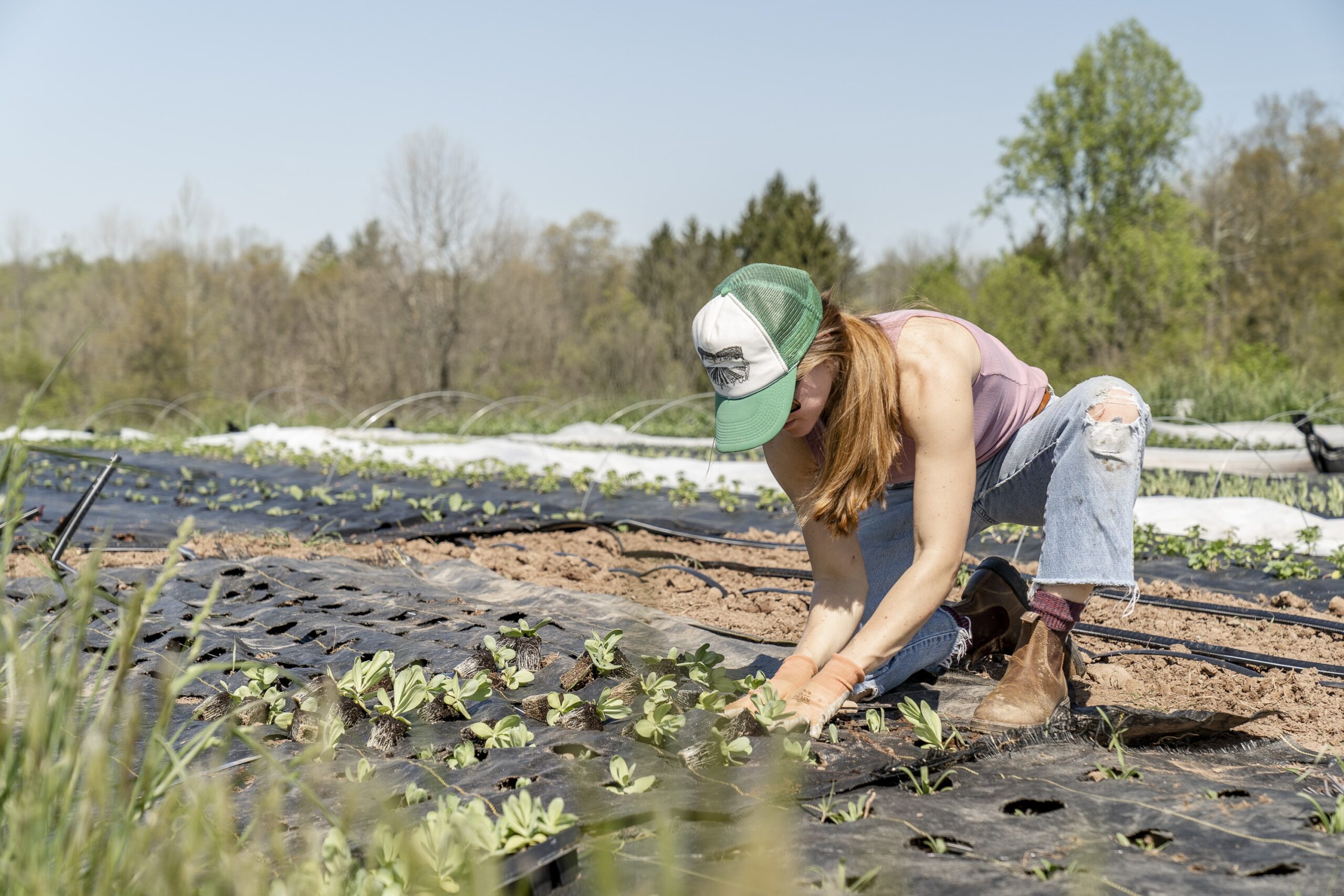 What Is The Easiest Plant To Grow In Hydroponics?