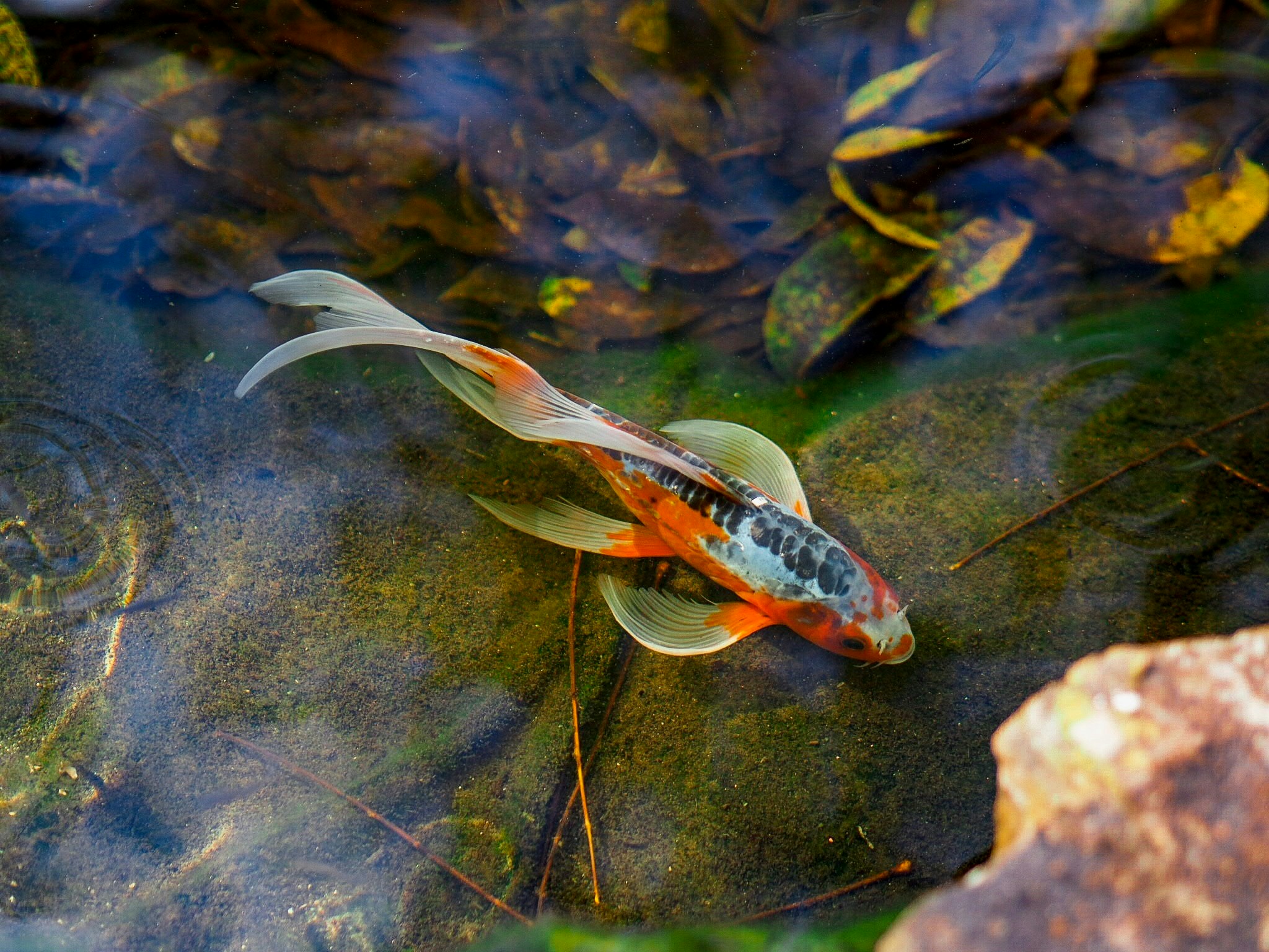 Can I Raise Tilapia, Trout, Or Bass In Aquaponics?