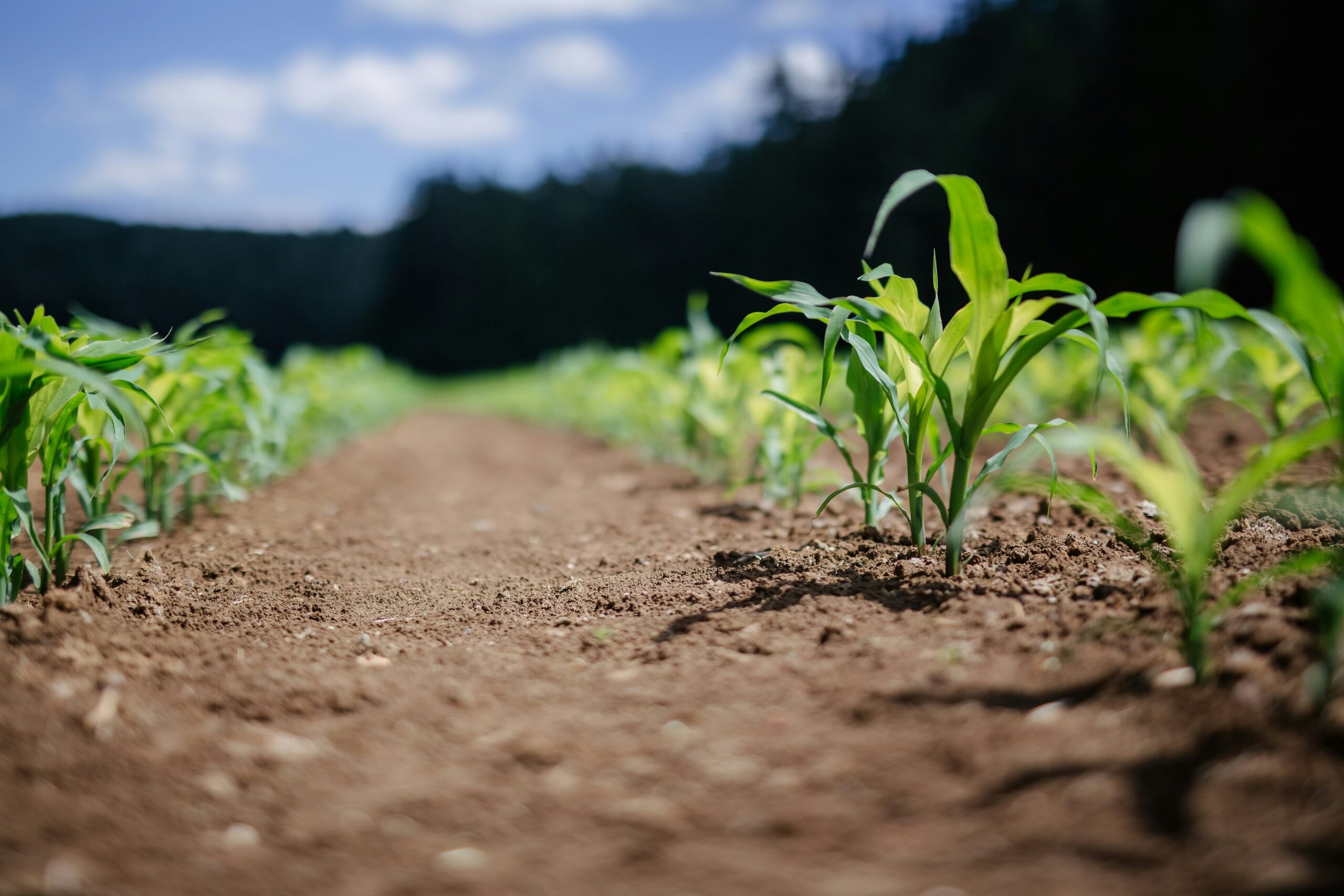 What Crops Are Best To Plant For Maximum Profits?