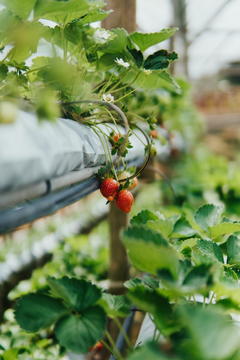 How Long Does It Take To Establish An Aquaponics/hydroponics System?