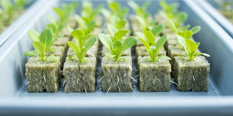 Tray of young lettuce seedlings in rockwool starter cubes
